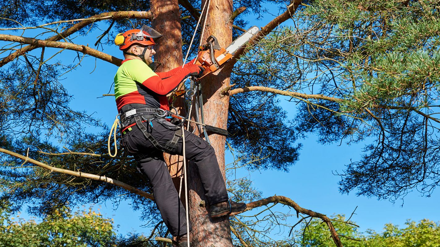 Tree Trimming Services Des Moines IA