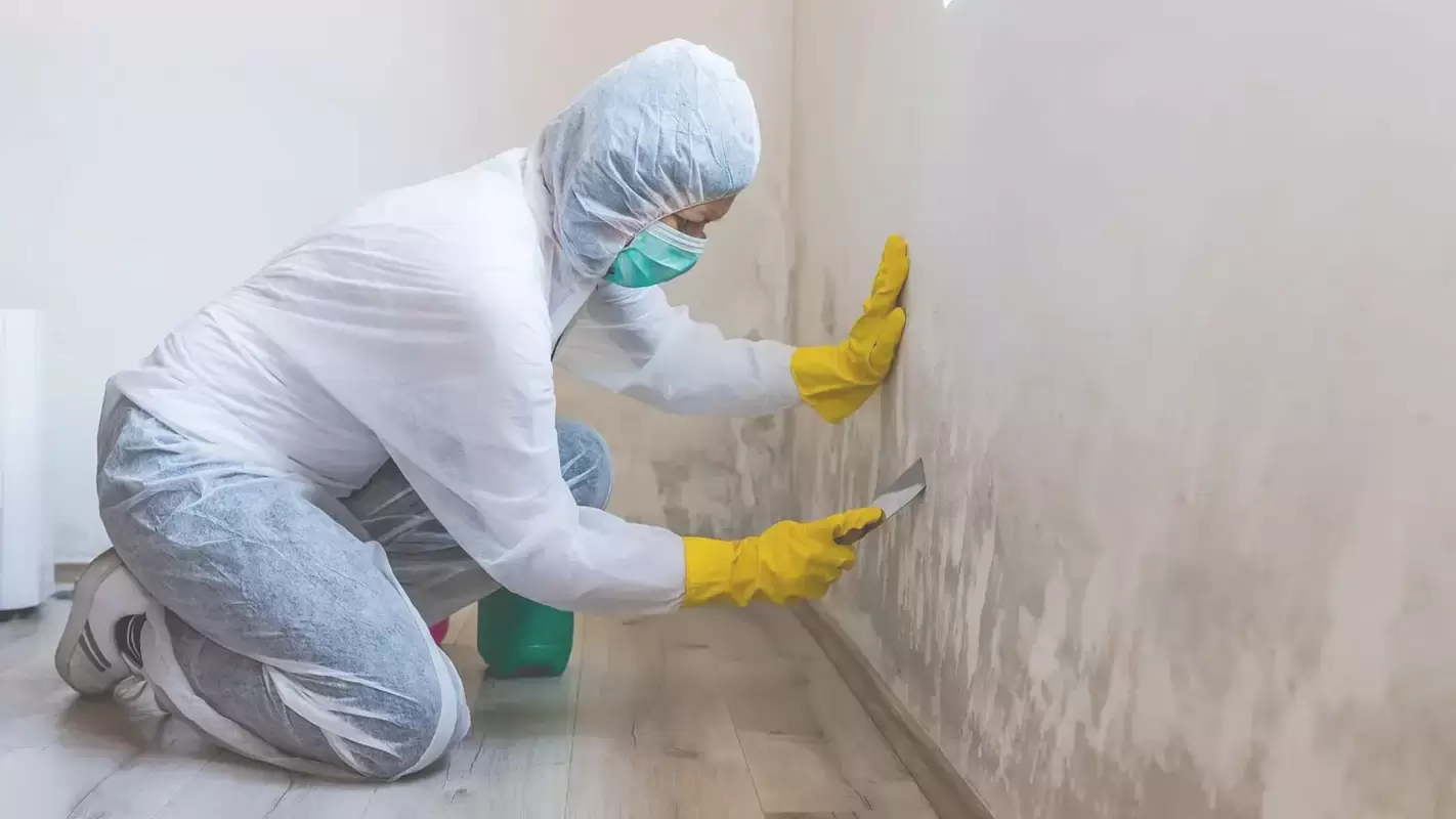 Say Goodbye to Mold with Our Professional Mold Remediation Services