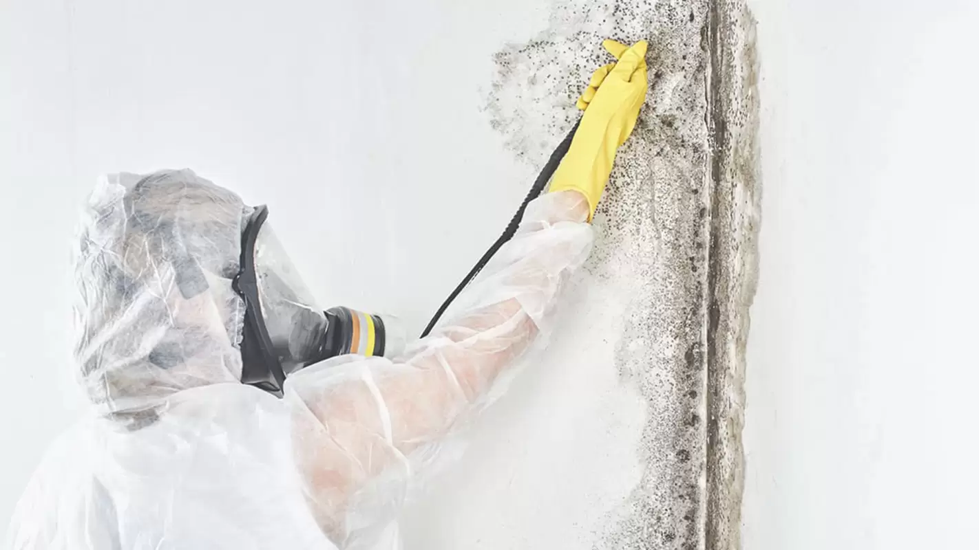 Searching for Mold Restoration Near Me? We Are Expert