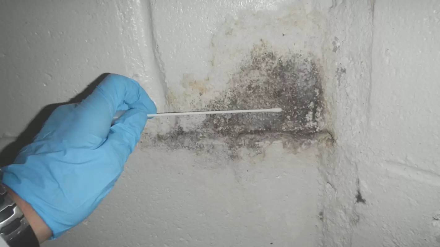We Are Here To End Your Search For “Trusted Mold Testing Contractors Near Me”