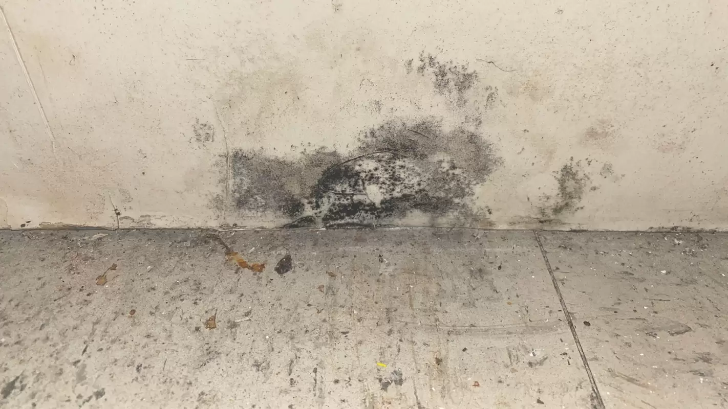 Get Affordable Mold Assessment Exceptional Service in Rochester, NY