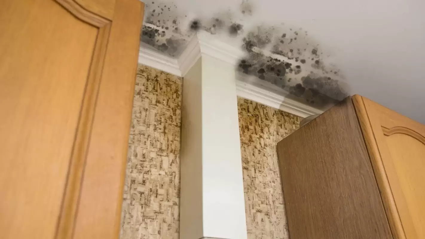 Reviving Your Space With Exceptional Mold Damage Restoration
