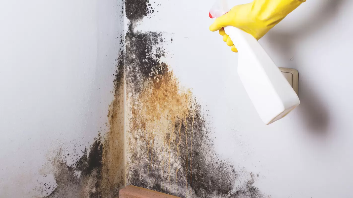 Expert Mold Remediation and Removal for a Healthier Home!