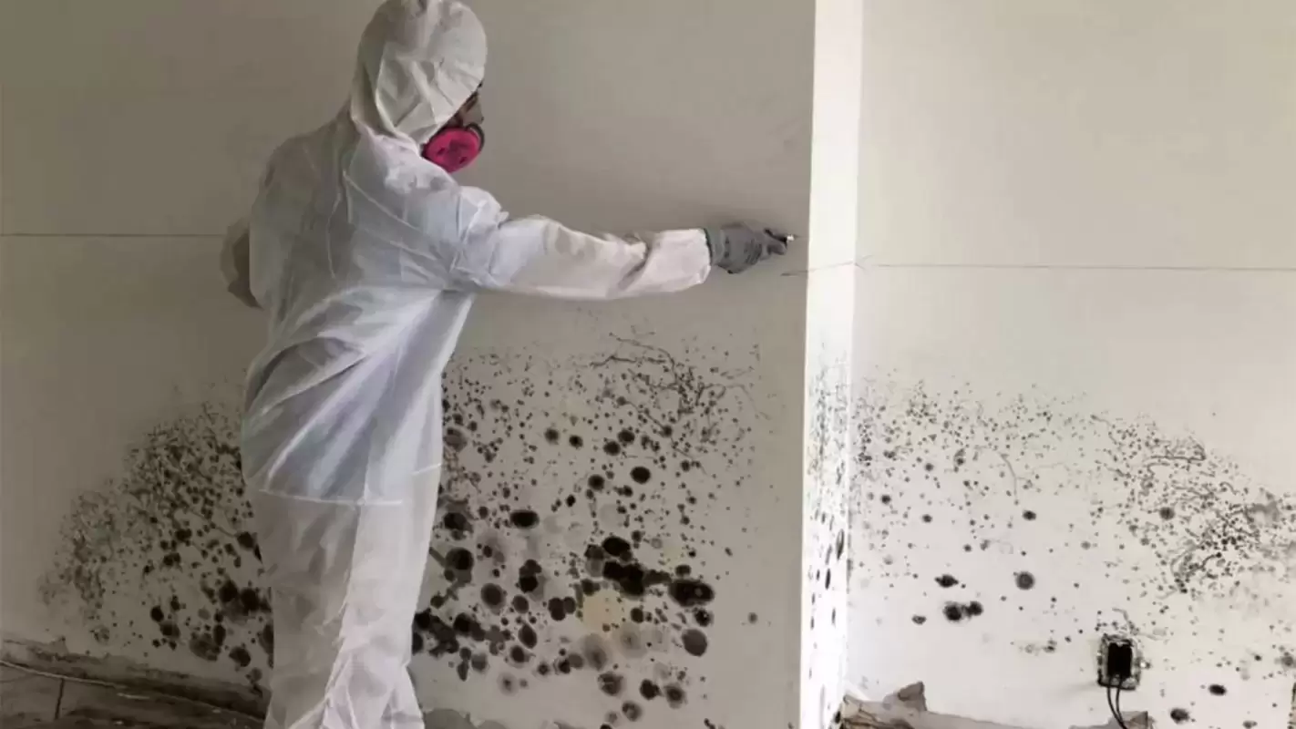 Your Trusted Partner In Mold Inspection Services