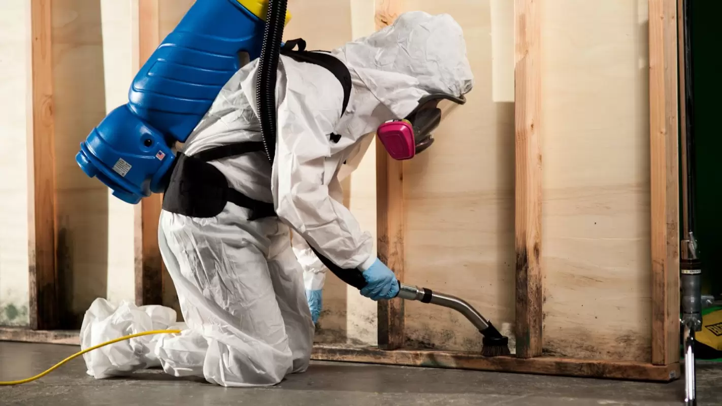 Trust Our Experts For Professional Mold Inspection Services