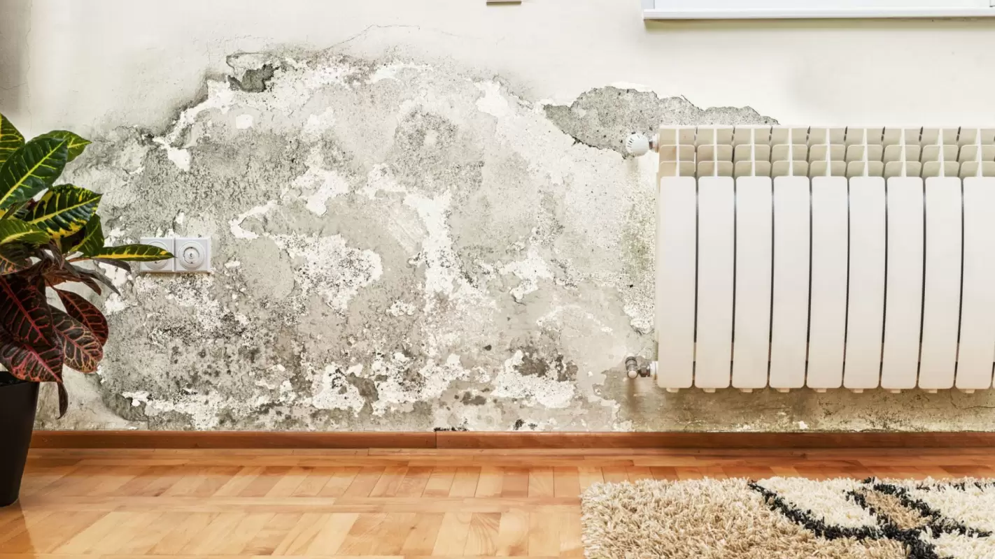 End Your Search For “Mold Remediation Near Me” By Hiring Us!