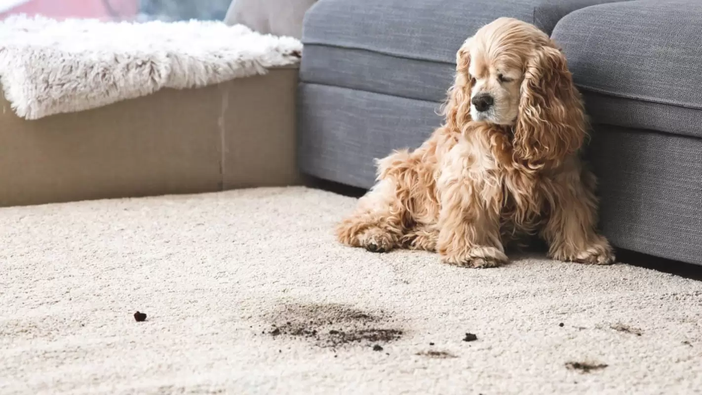 Call Us for Expert Carpet Cleaning for Pet Stains