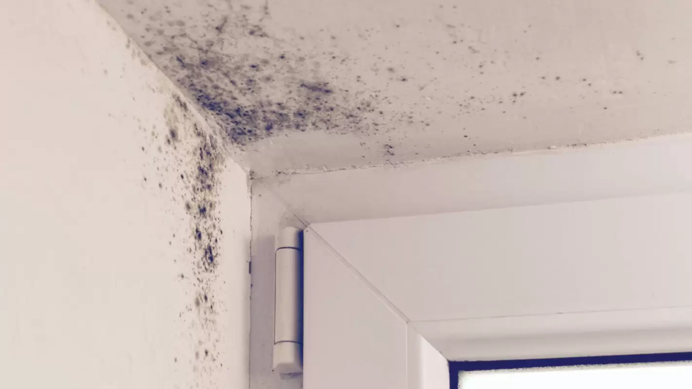 Say Goodbye to Mold with Our Expert Mold Remediation Solutions