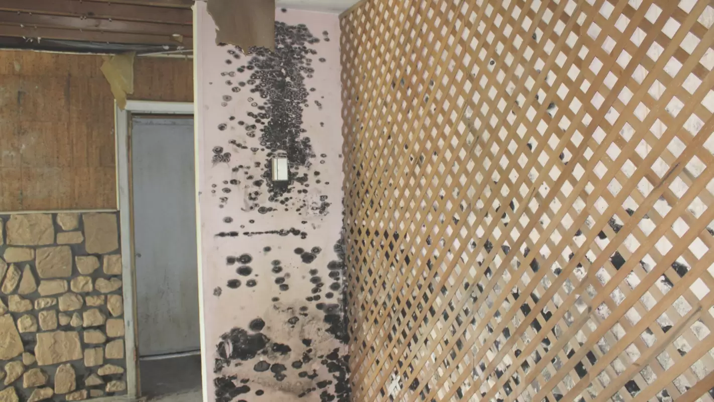 Your Query For the Mold Removal Company Near Me Ends Here
