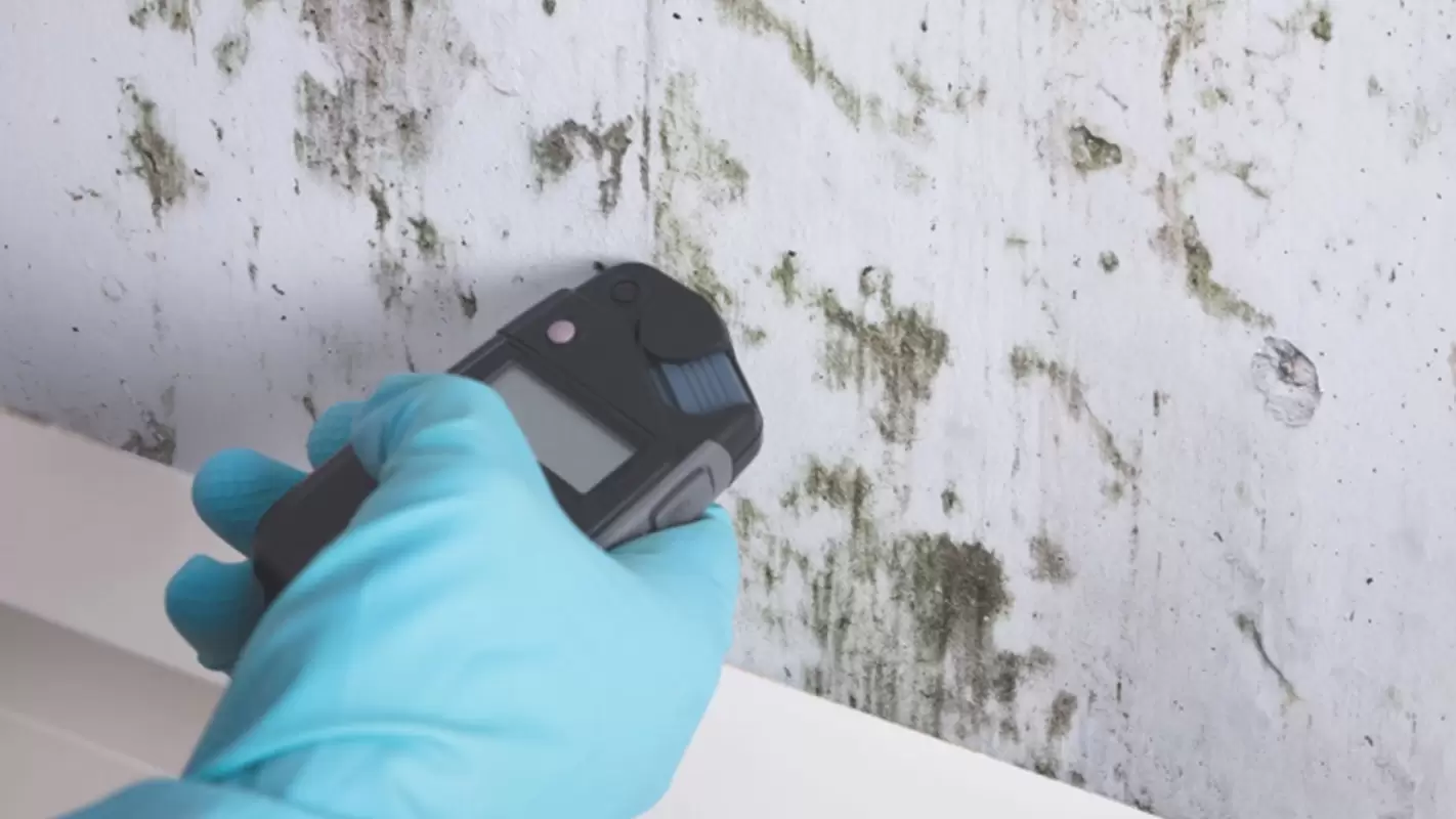 Mold Testing Service For Restoring Your Home’s Vitality
