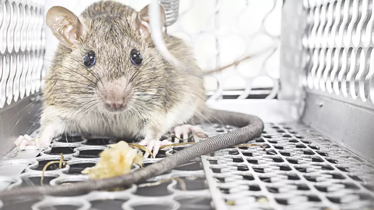 Looking For Rodent Control Specialists? Connect With Us!