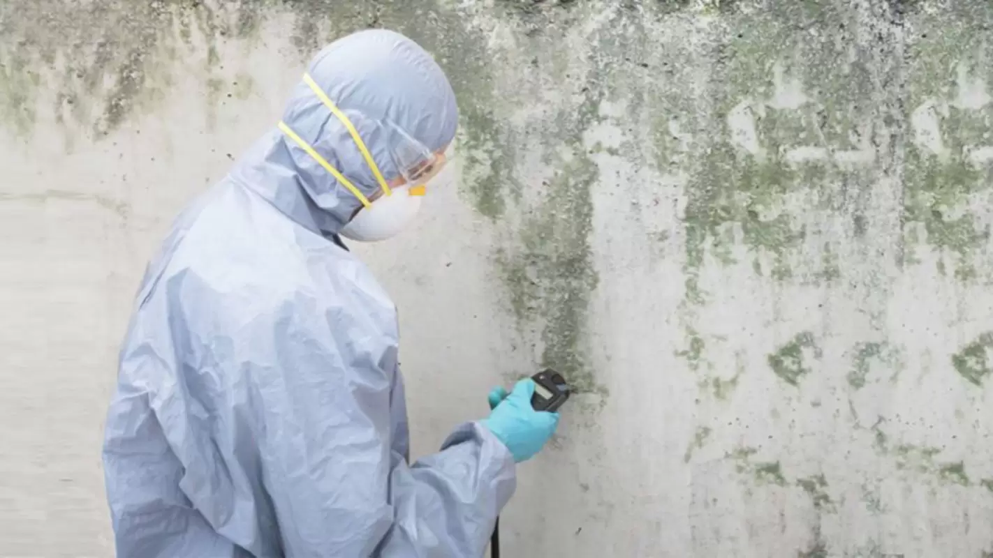 Protect What Matters Most With Our Professional Mold Inspection Services