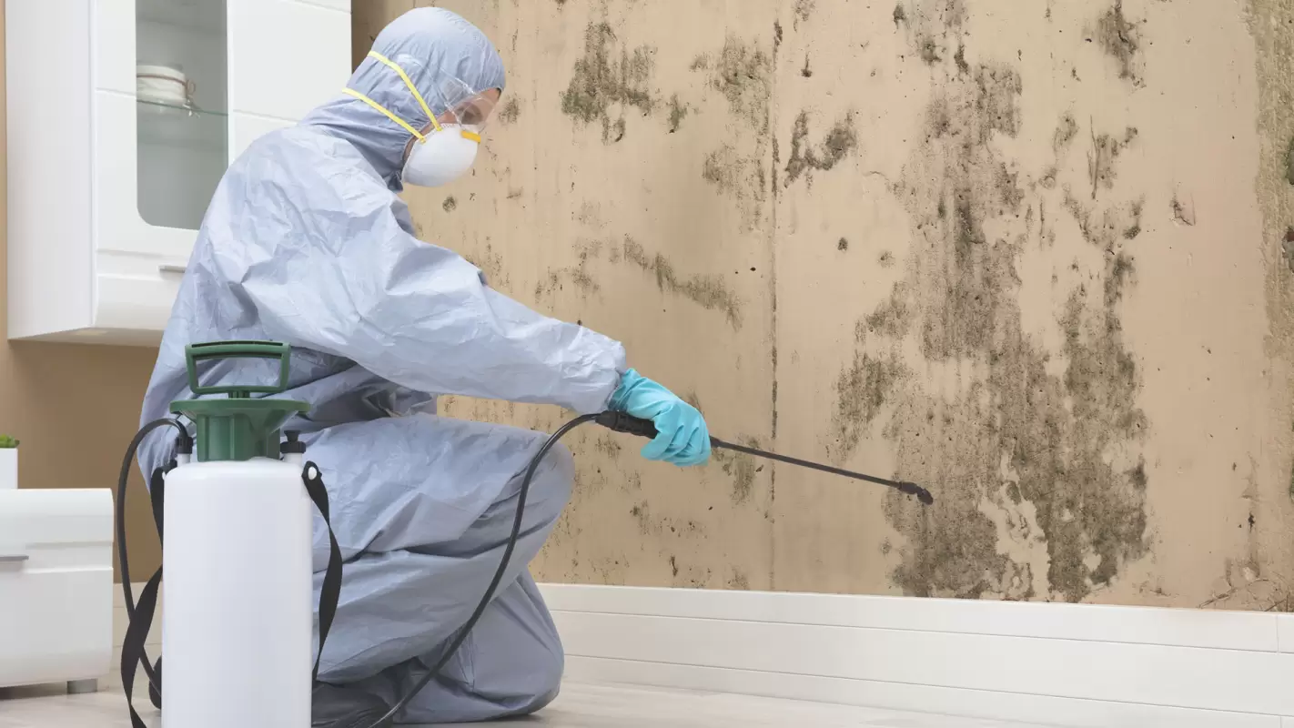 End Your Quest For A “Mold Removal Specialist Near Me” Call Us Now!