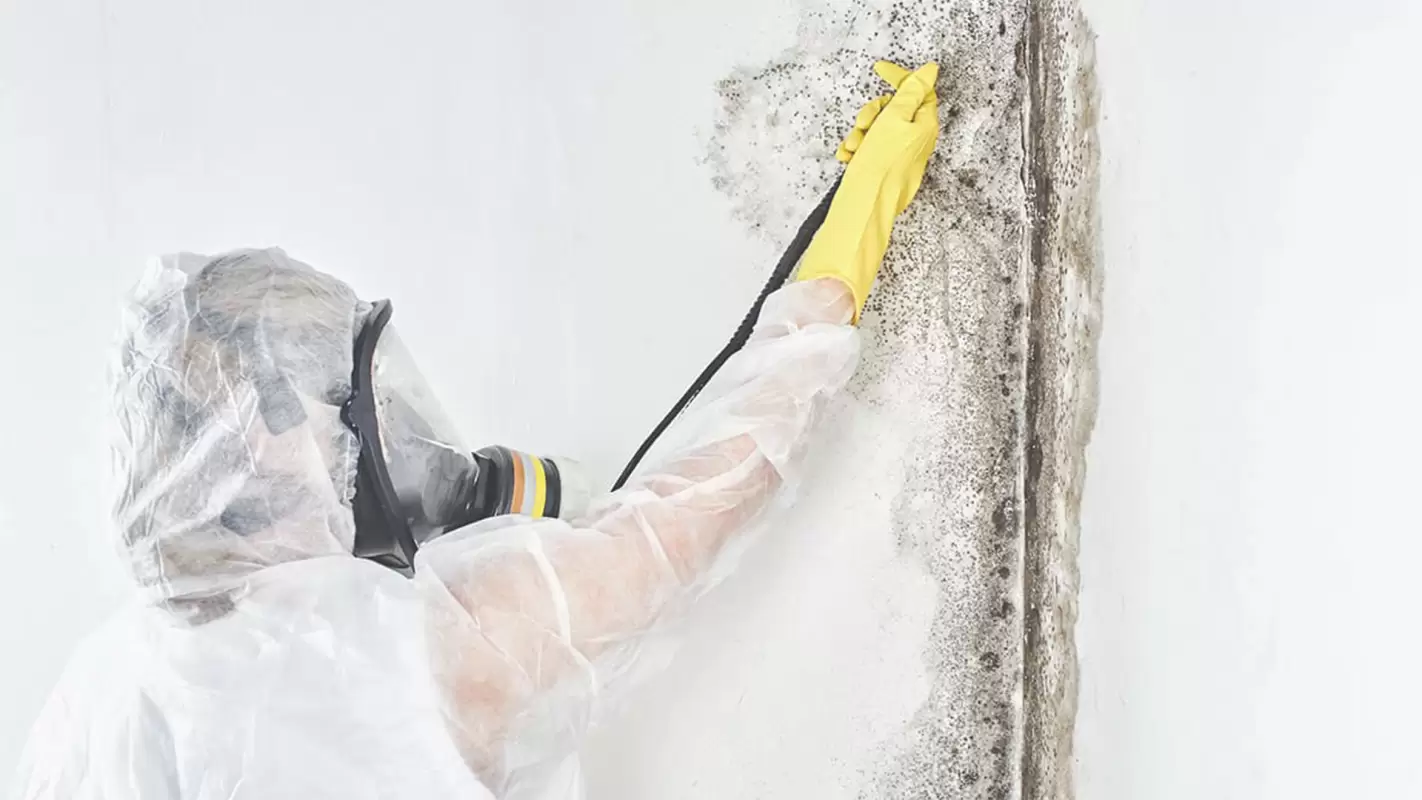 Mold Inspection Companies That Go A Mile Further