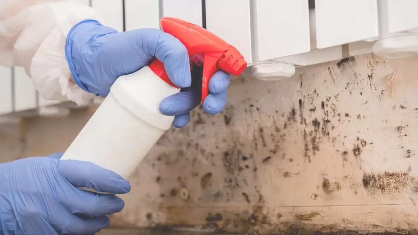 Prioritizing Safety & Convenience with Our Affordable Mold Remediation