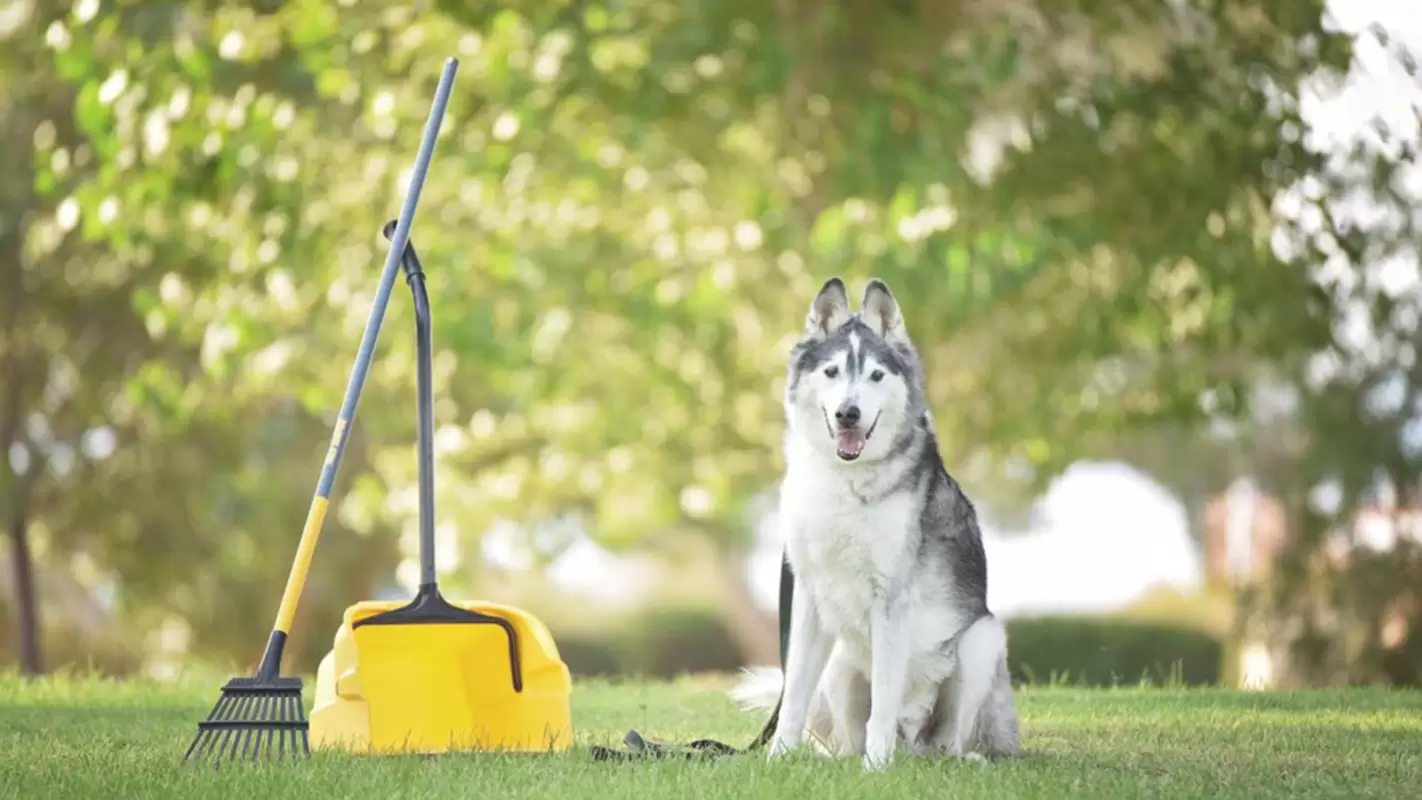 Local Pooper Scooper Services For Mess-Free Living