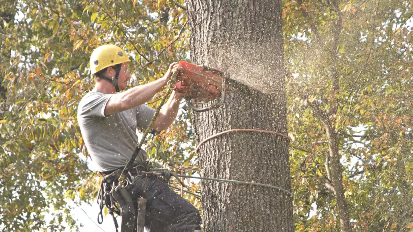 Looking For “Emergency Tree Removal Near Me?” – Call Us
