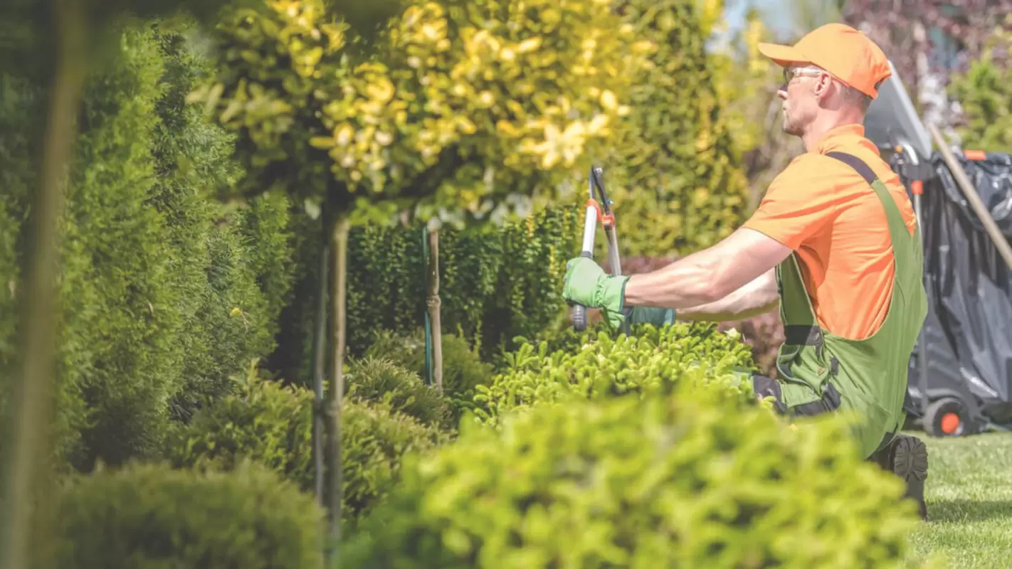Delivering Tree Pruning Services With Extreme Care & Precision