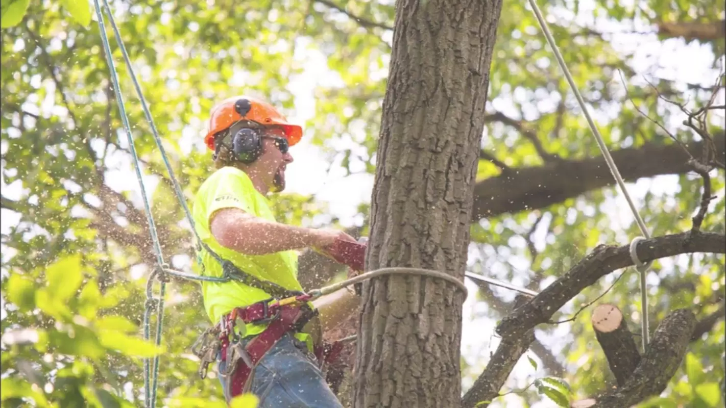 Healthy Landscapes Start With The Best Tree Removal Company