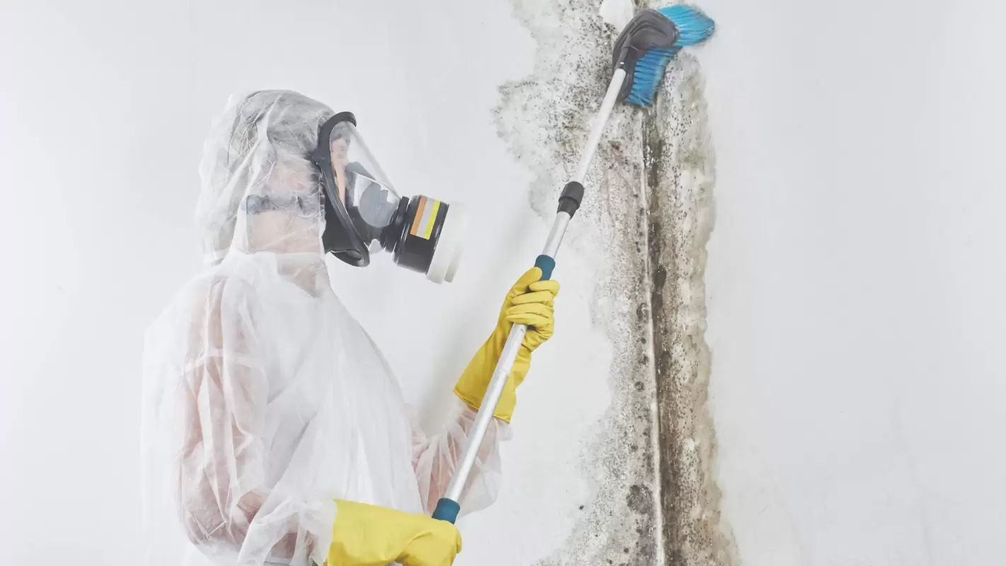 Professional Mold Removal Services to restore your peace of mind