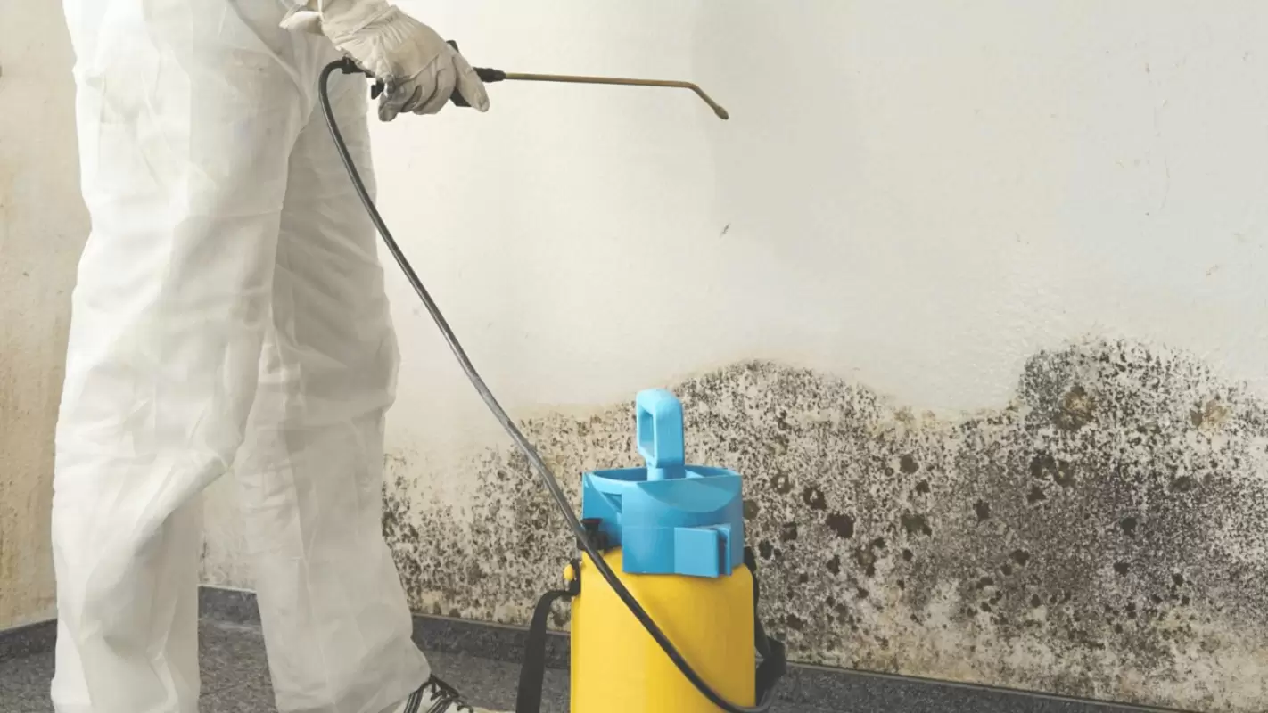Get Long-Term Solutions From Our Best Mold Remediation Company