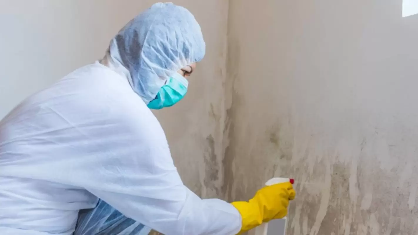 Your Query For “Mold Remediation Near Me” Ends Here
