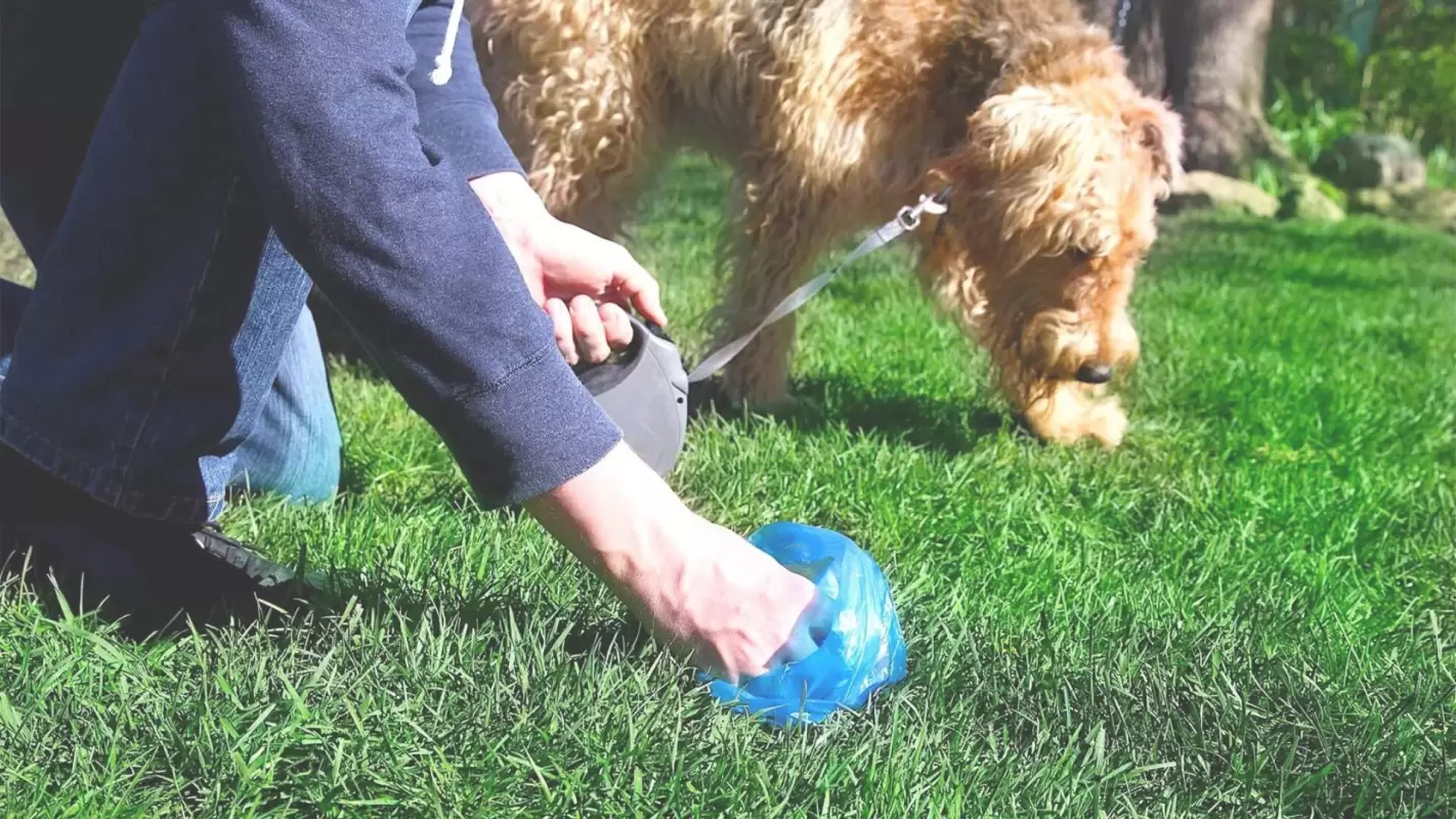 Pet Waste Removal To Prevent The Spread Of Disease