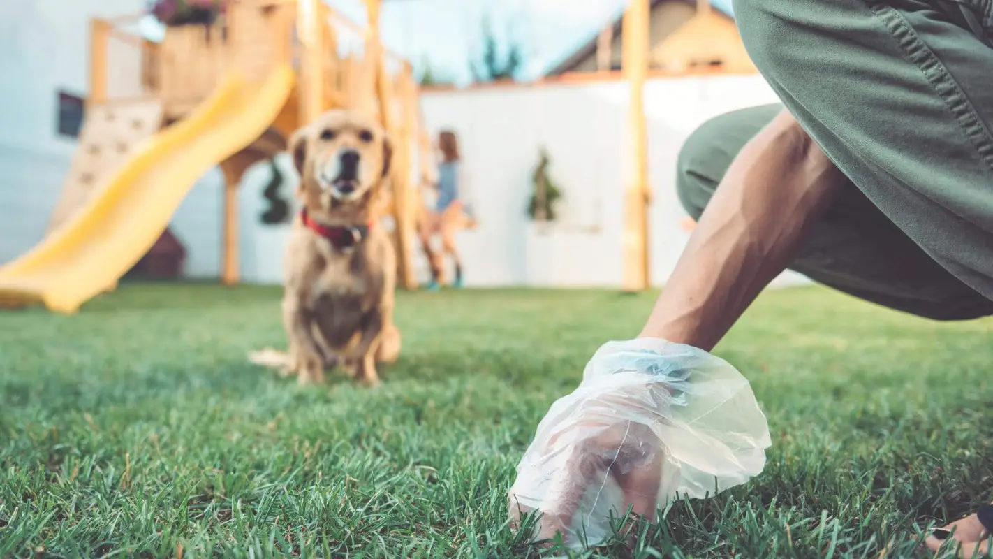 End Your Quest For “Dog Poop Removal Service Near Me” By Hiring Us!