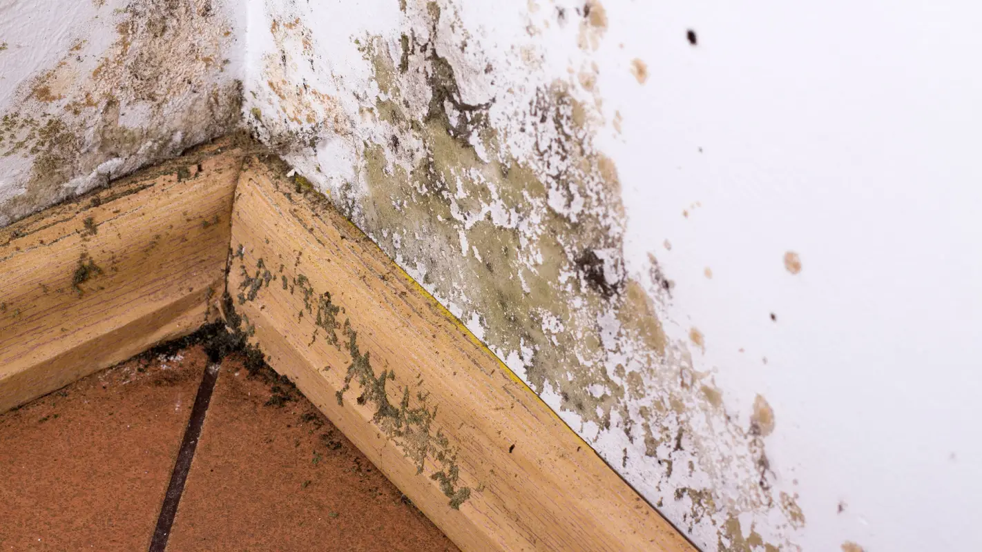 Mold Damage Repair Service You Can Rely On