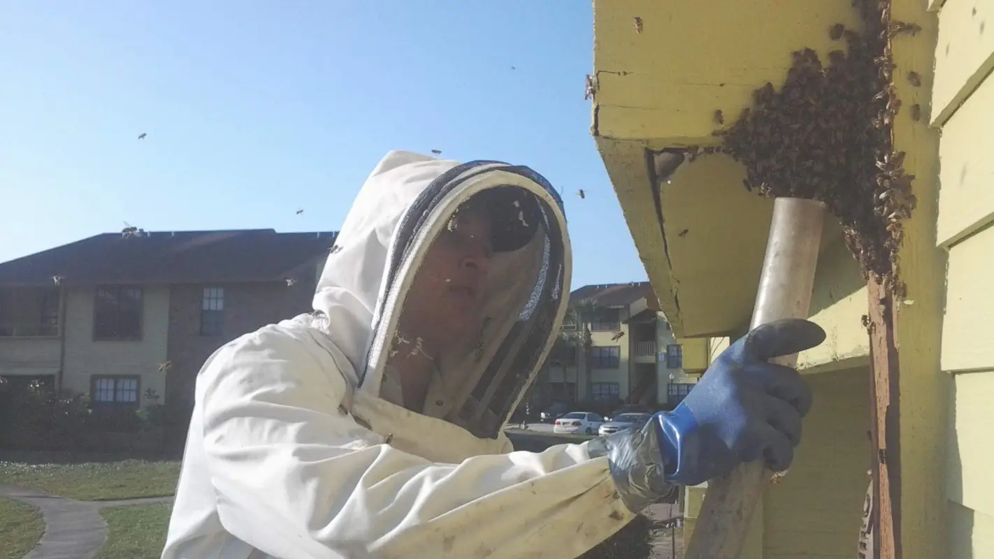 Need Pest Removal Services Near Me? Call the Experts