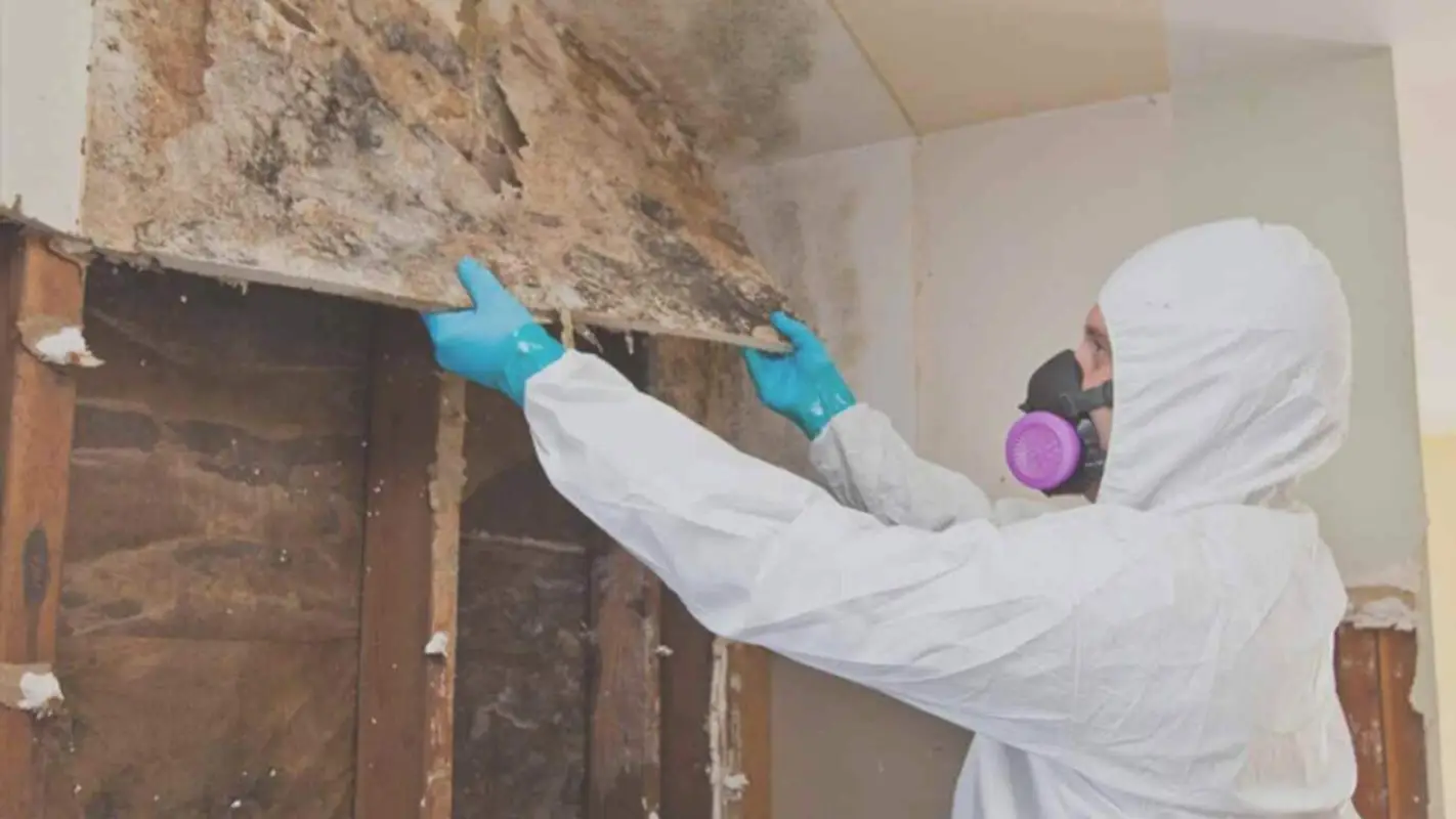 Mold Removal Services For Restoring Comfort