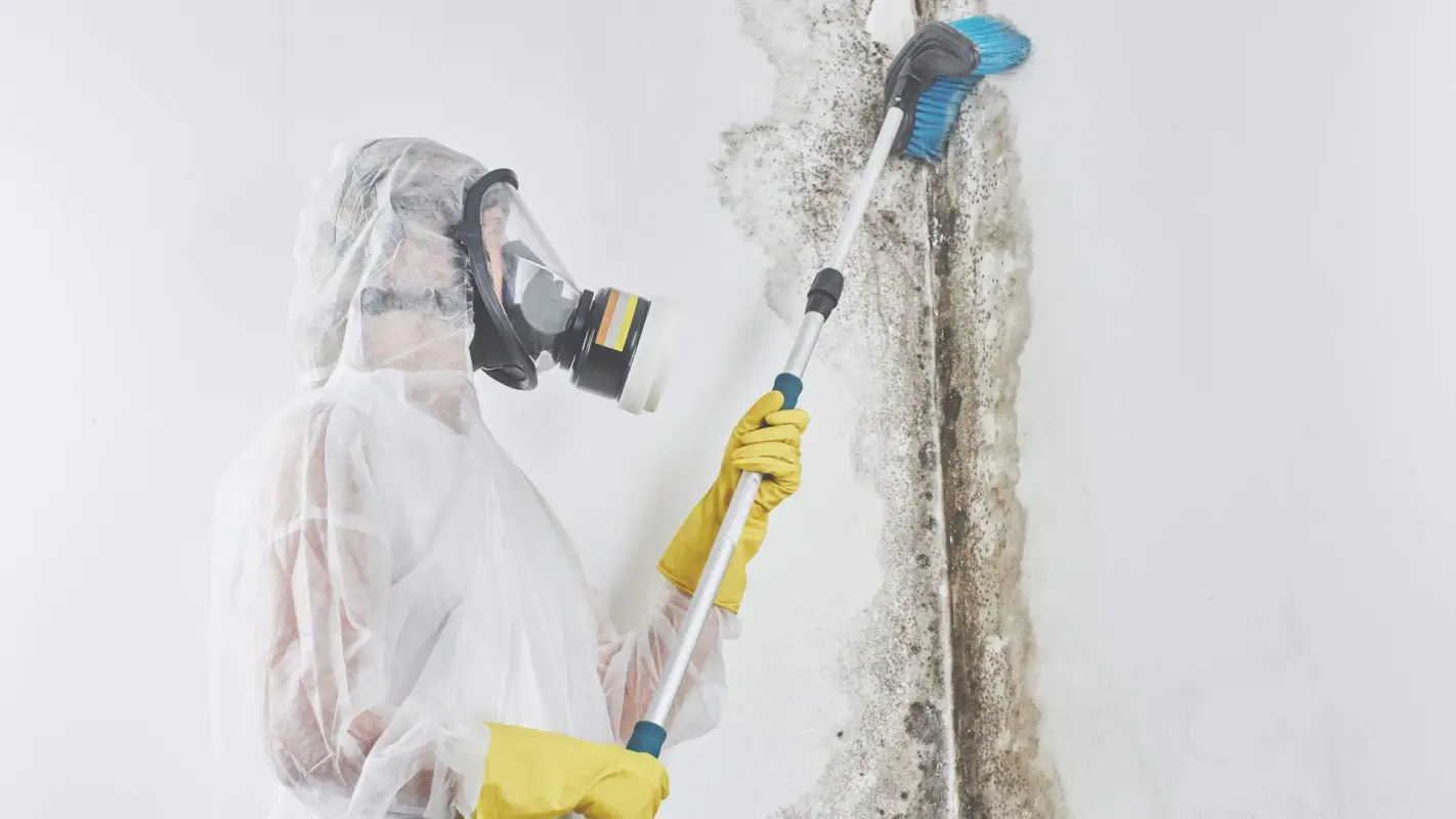Mold Damage Restoration For Preserving Health