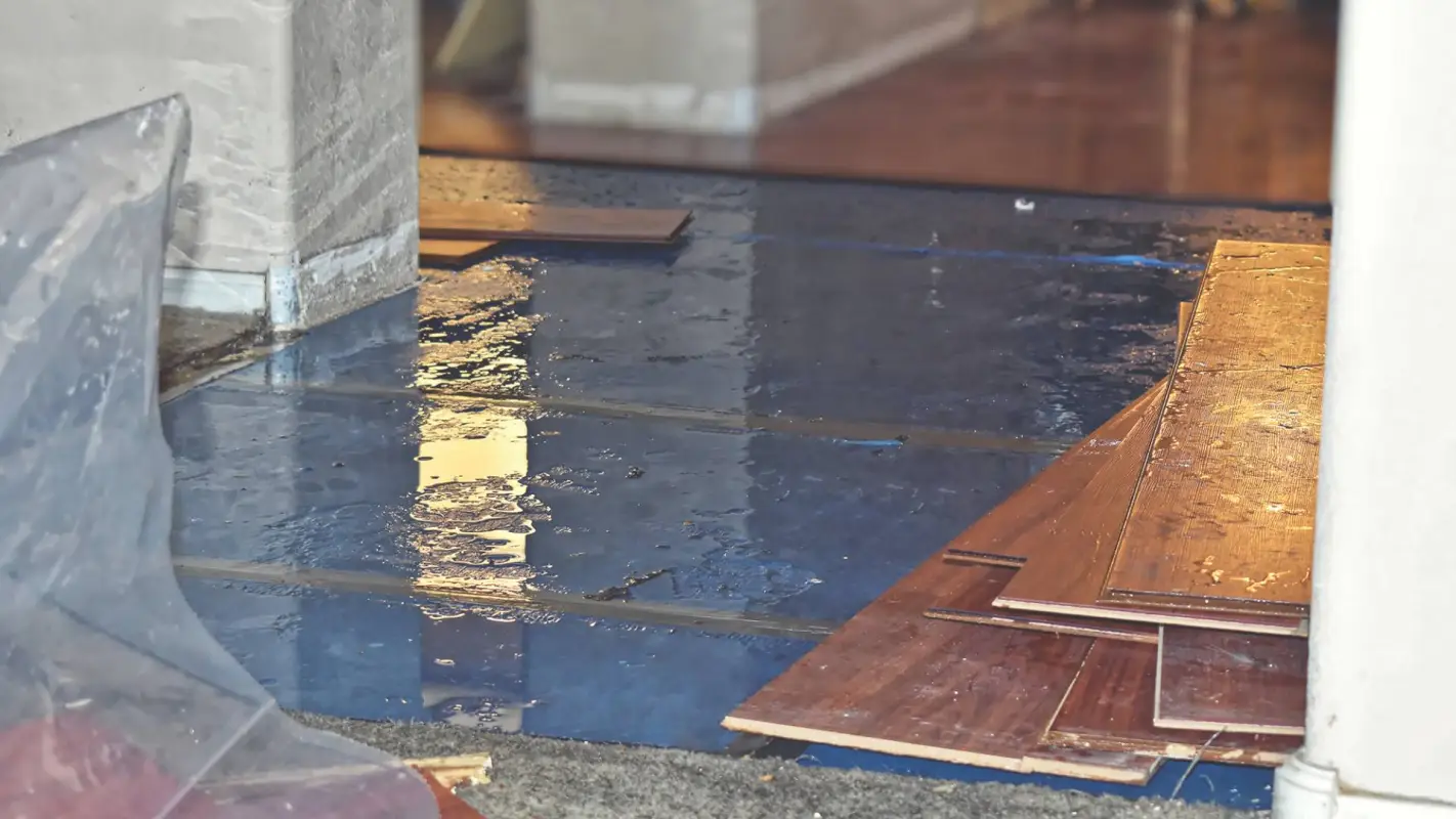 Breathe easy with professional mold removal