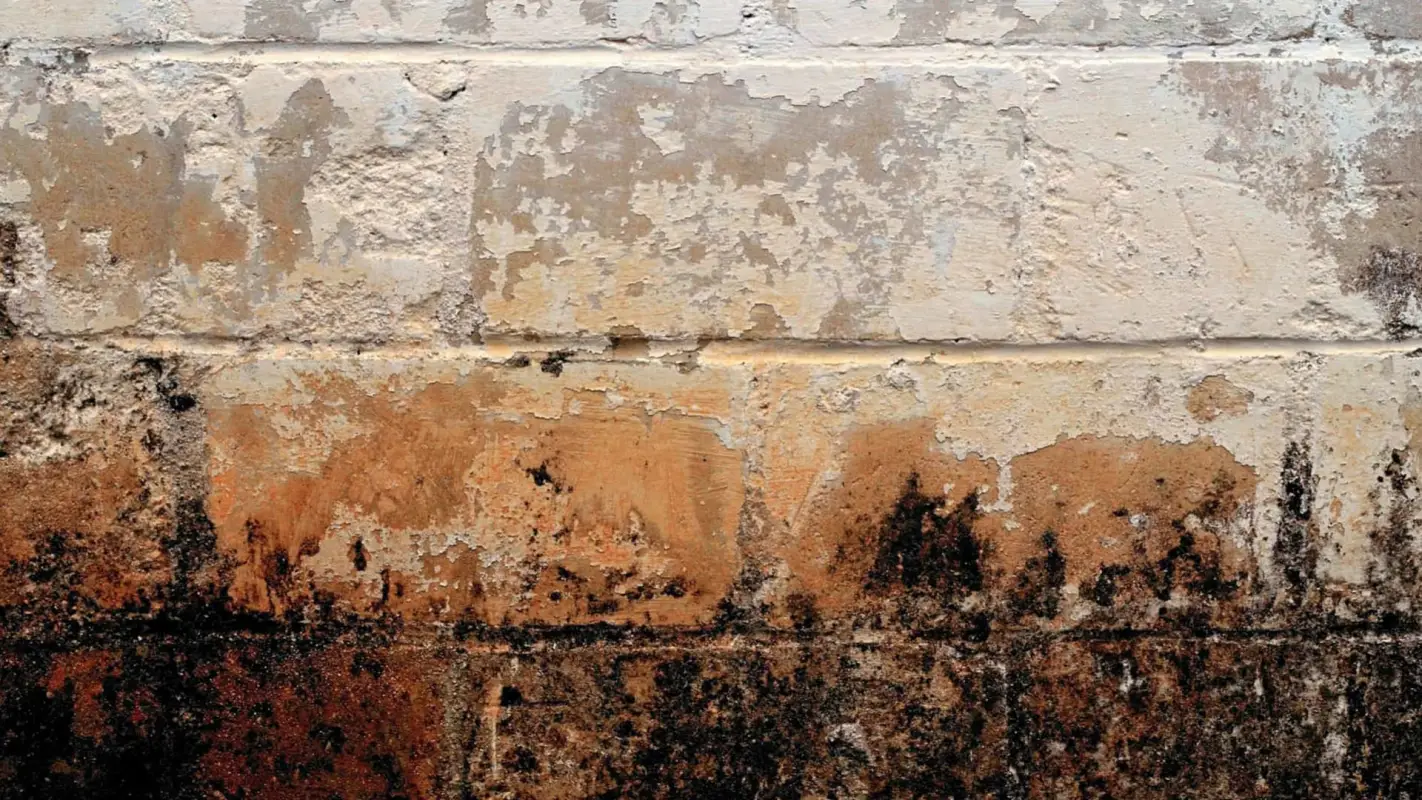 Mold Remediation Services That Exceed Your Expectations