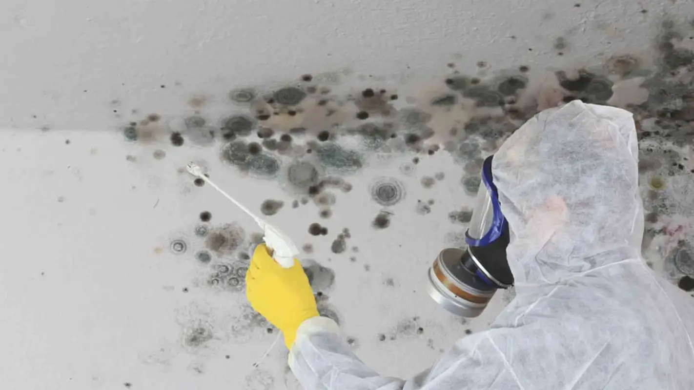 Need a Mold Inspection Near Me? We’ve Got You Covered
