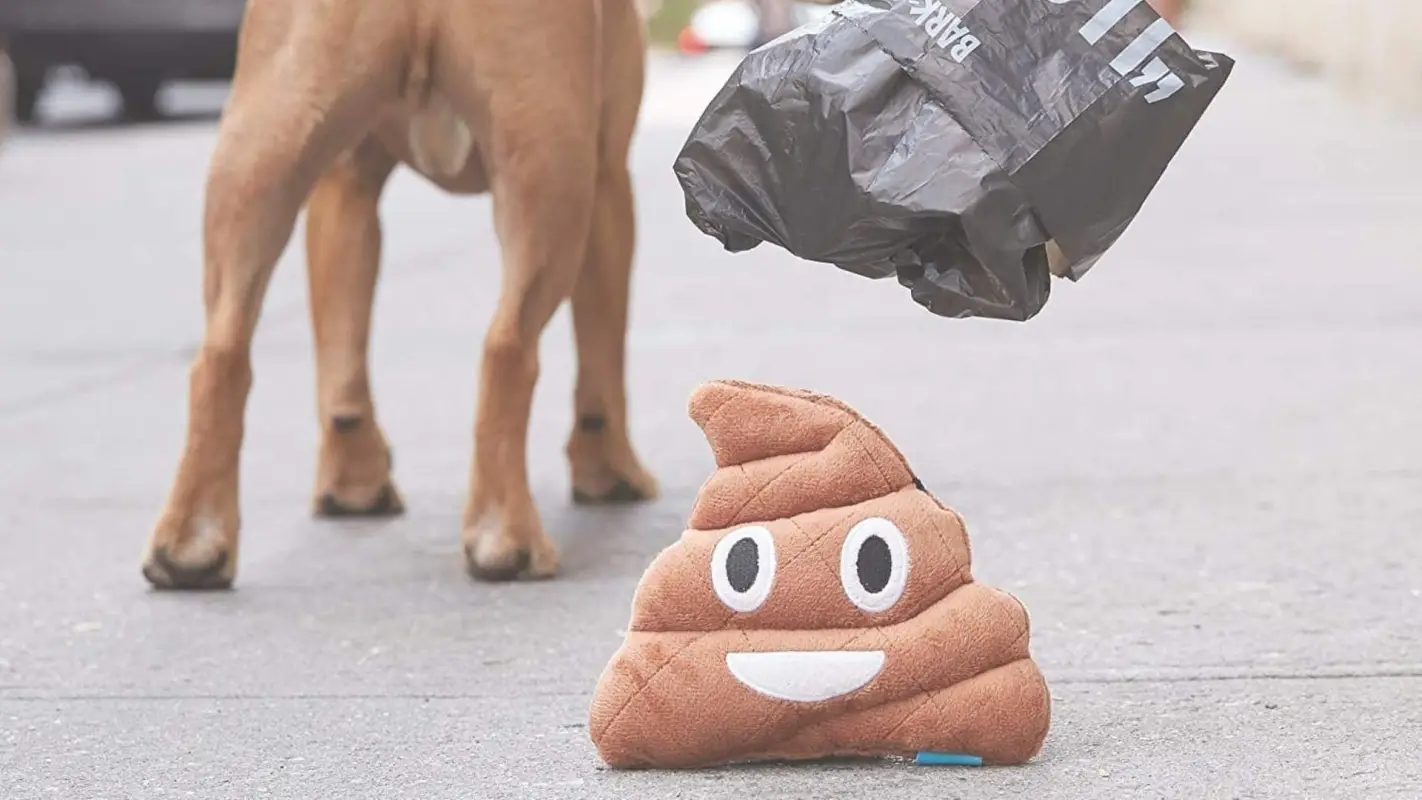 Keep Your Outdoor Space Clean with Dog Poop Cleanup Services