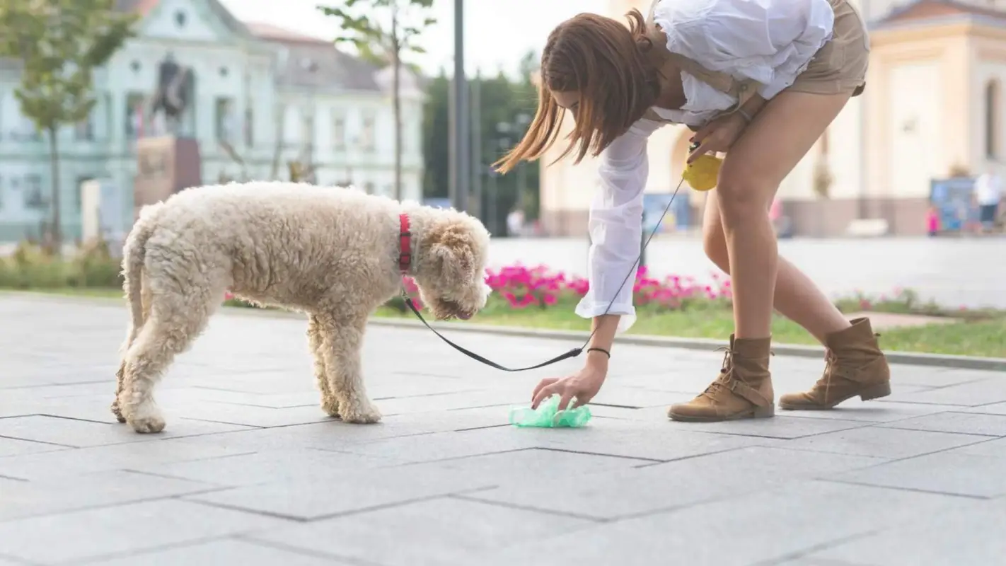 Pet Waste Removal Services You Can Rely On