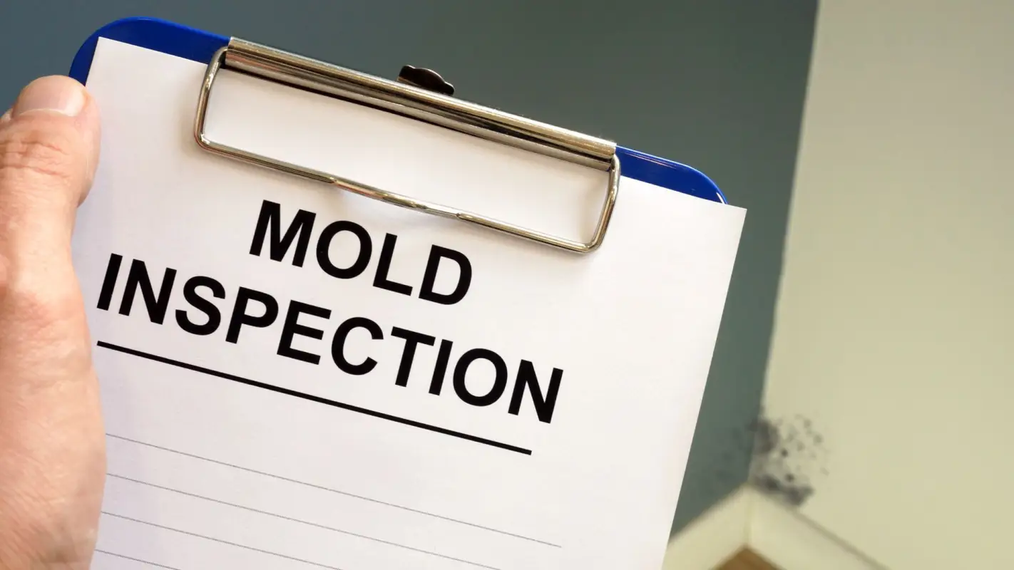 Your Go-To Choice For Professional Mold Inspection