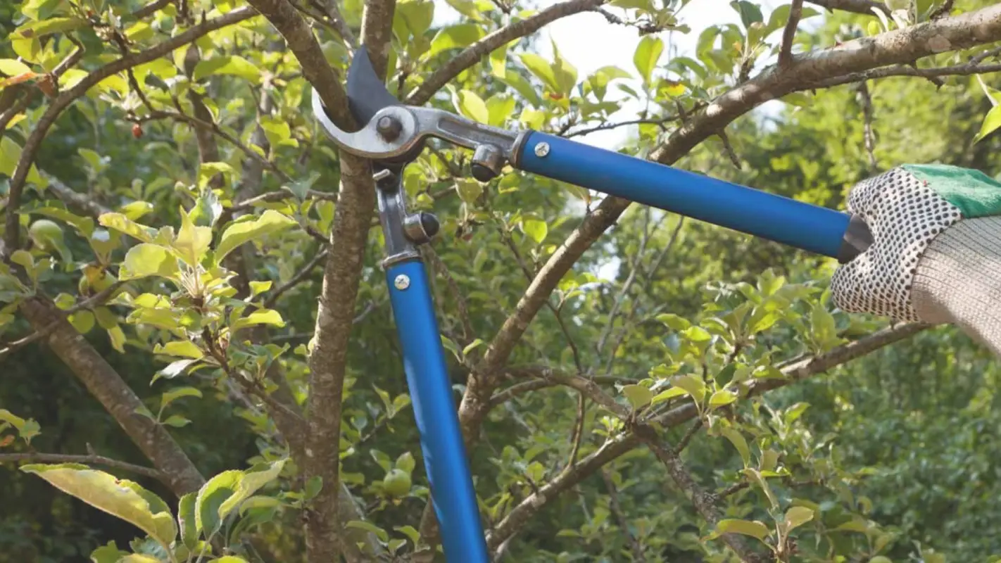 Elevate Your Landscape With Our Tree Trimming Services