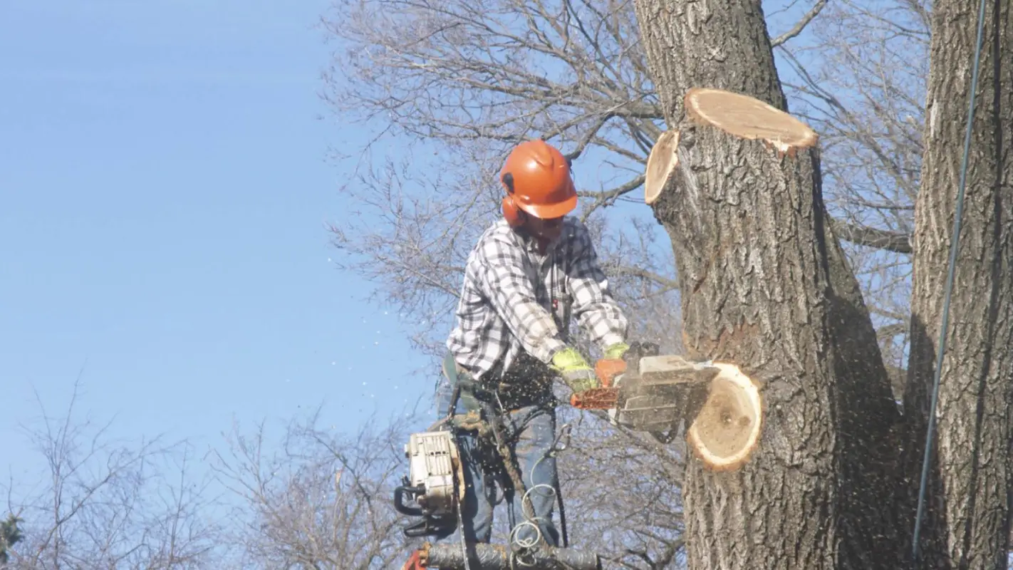 Emergency Tree Cutting Services With A Focus On Quality