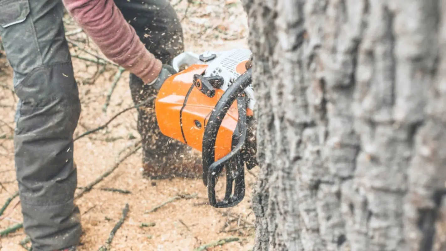 Local Tree Removal Experts are Excellent in Tree Services