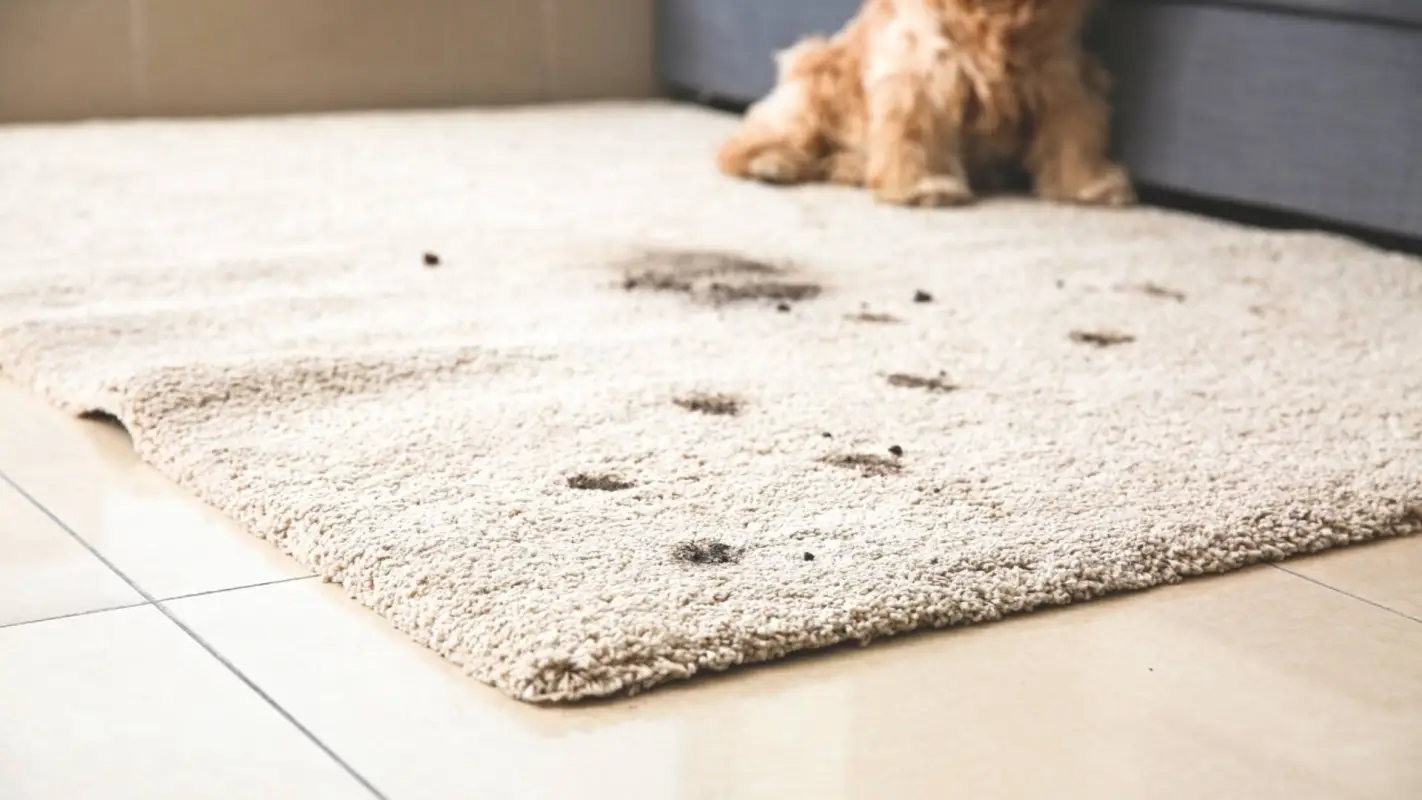Pet Stain Carpet Cleaning for Happy Homes and Clean Carpets