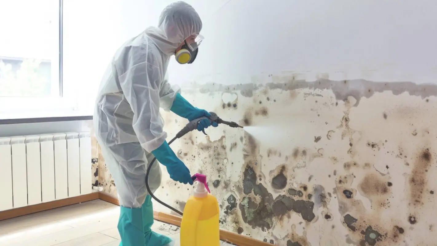 Mold Removal Services For A Worry-Free Living