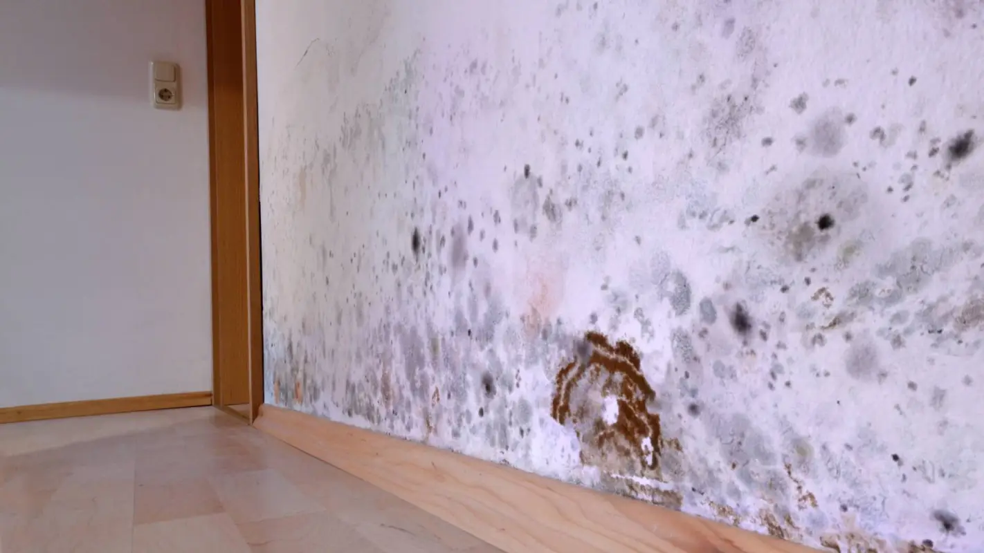 End Your Quest for “Affordable Mold Mitigation Near Me”