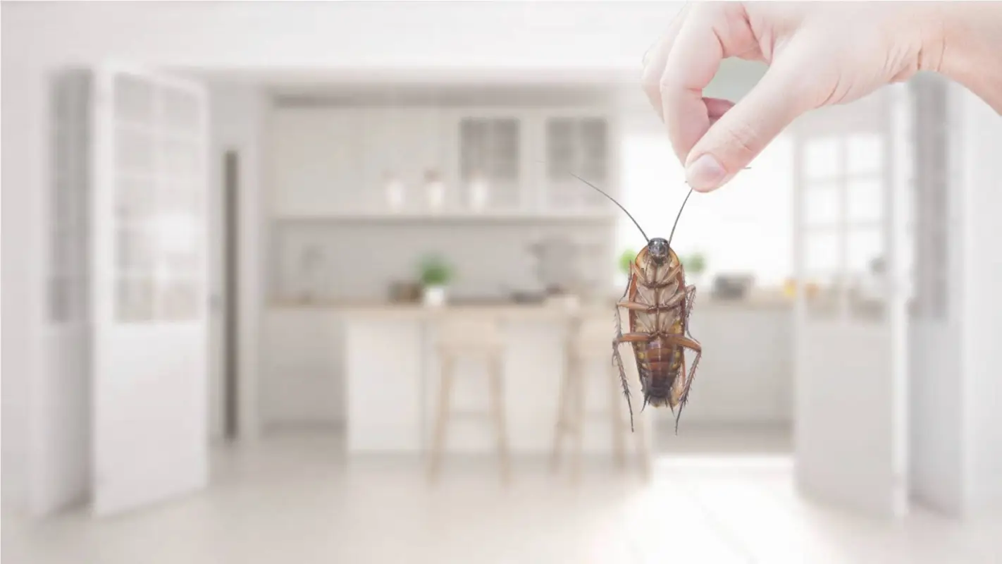 Home Pest Prevention for Your Peace of Mind