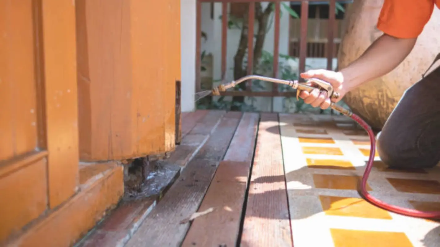 Looking for Pest Removal Services Near Me? Contact Us Now.
