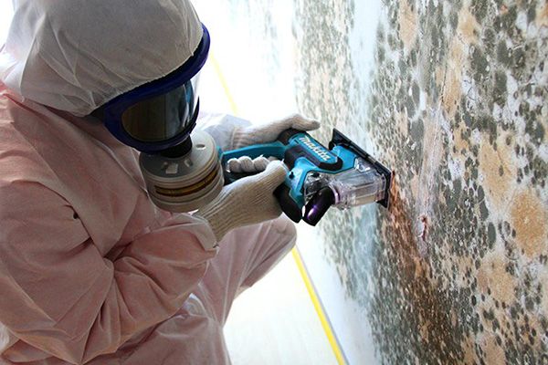 Mold Removal Services