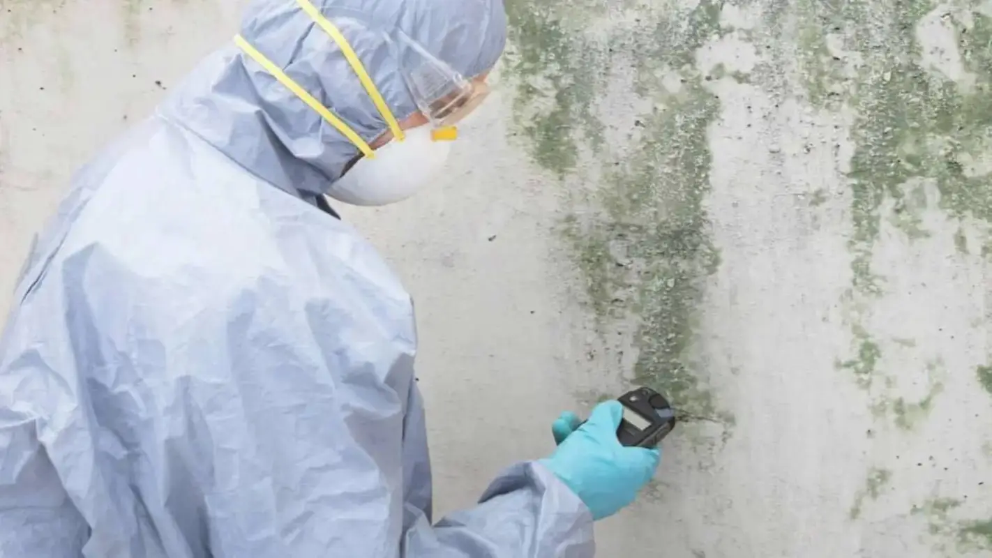 Looking For The Best Mold Testing Company Near Me? Look No Further