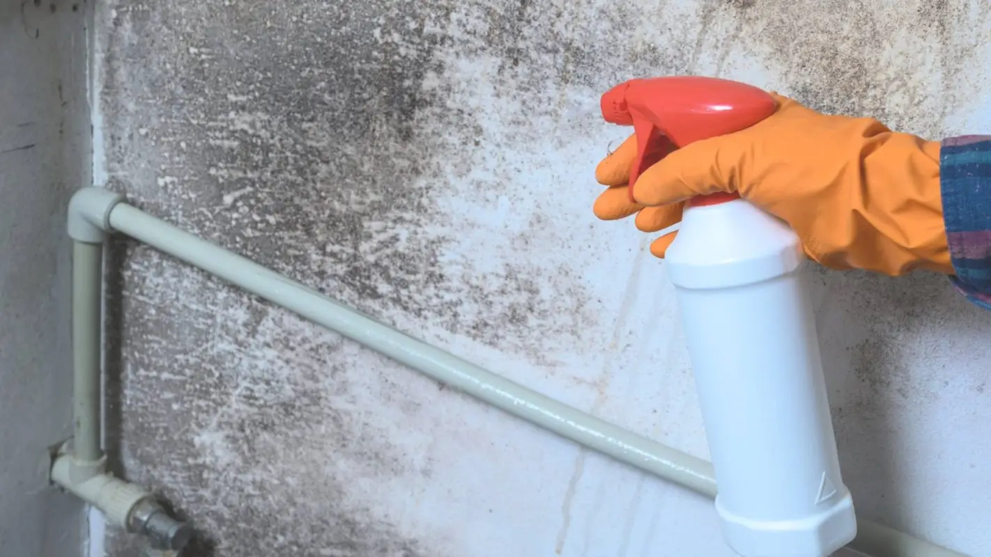 Best Mold Remediation Services, Cleaning at its Best