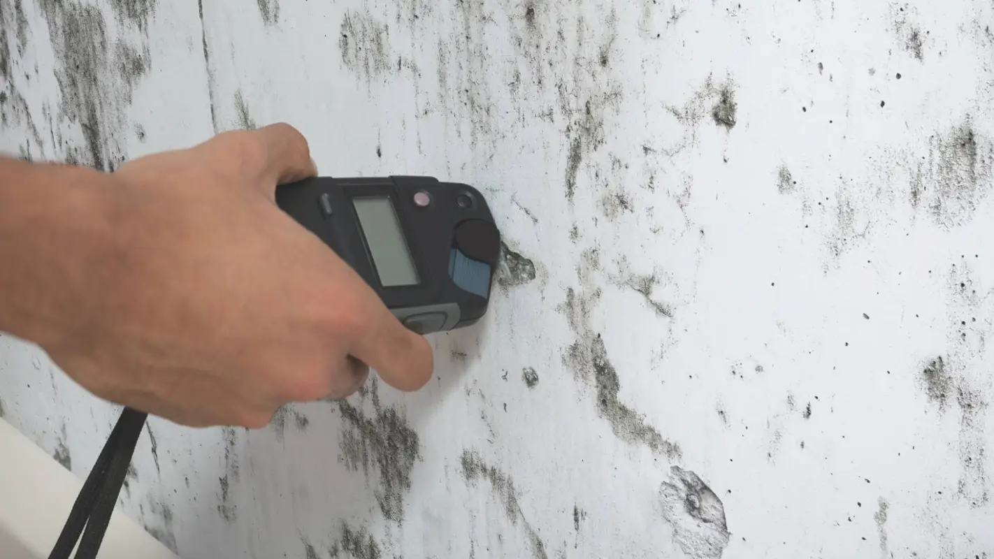 Affordable Mold Testing Contractors to Breath Clean